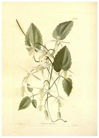 Reproducción/Reproduction 48754309332: The botanical cabinet. London :John & Arthur Arch ...,1817-1833.. 
