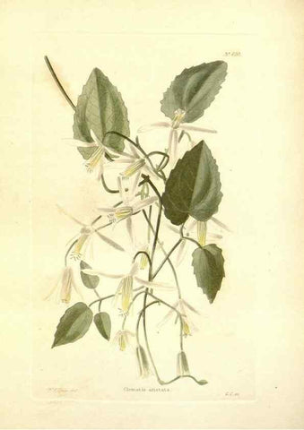 Reproducción/Reproduction 48754309332: The botanical cabinet. London :John & Arthur Arch ...,1817-1833.. 