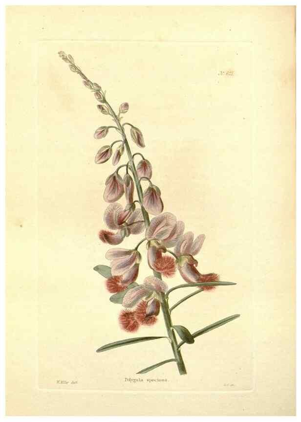 Reproducción/Reproduction 48753794803: The botanical cabinet. London :John & Arthur Arch ...,1817-1833.. 