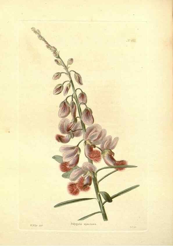 Reproducción/Reproduction 48753794803: The botanical cabinet. London :John & Arthur Arch ...,1817-1833.. 