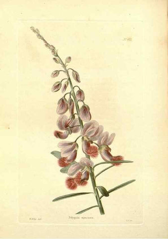 Reproducción/Reproduction 48753794803: The botanical cabinet. London :John & Arthur Arch ...,1817-1833.. 