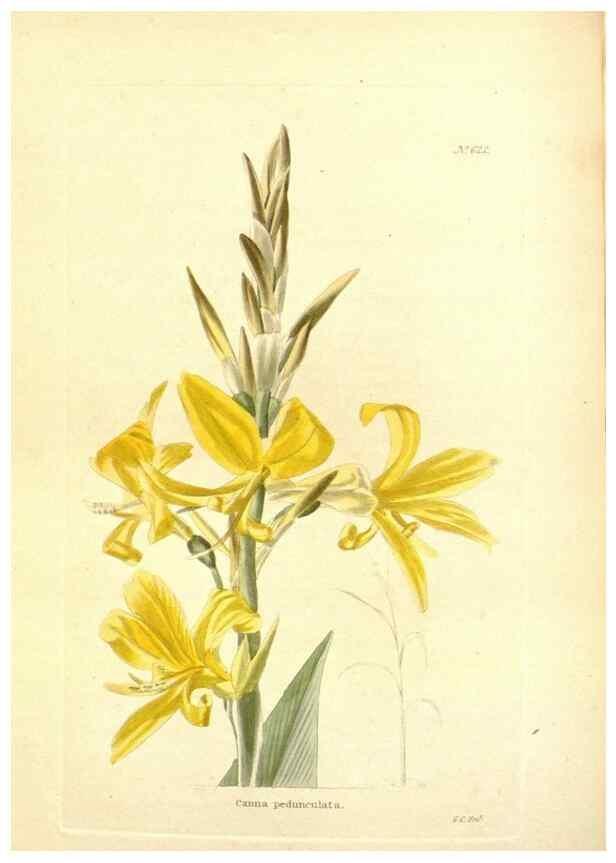 Reproducción/Reproduction 48754309862: The botanical cabinet. London :John & Arthur Arch ...,1817-1833.. 