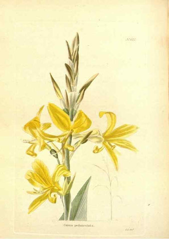Reproducción/Reproduction 48754309862: The botanical cabinet. London :John & Arthur Arch ...,1817-1833.. 