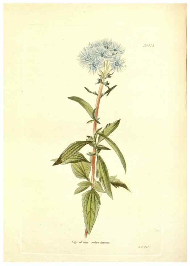 Reproducción/Reproduction 48754310147: The botanical cabinet. London :John & Arthur Arch ...,1817-1833.. 