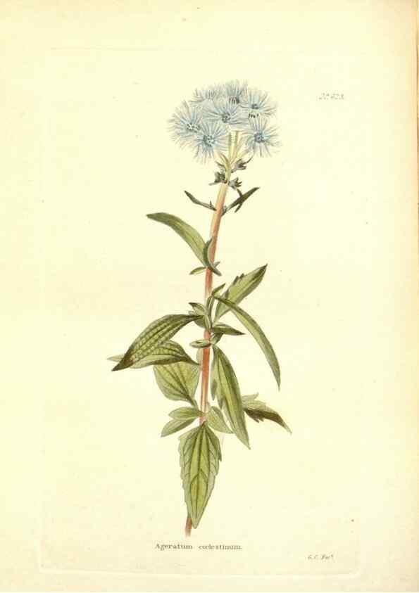 Reproducción/Reproduction 48754310147: The botanical cabinet. London :John & Arthur Arch ...,1817-1833.. 