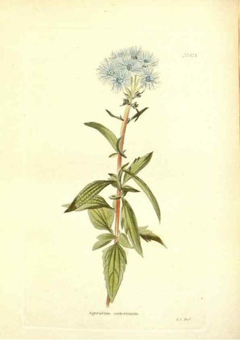 Reproducción/Reproduction 48754310147: The botanical cabinet. London :John & Arthur Arch ...,1817-1833.. 