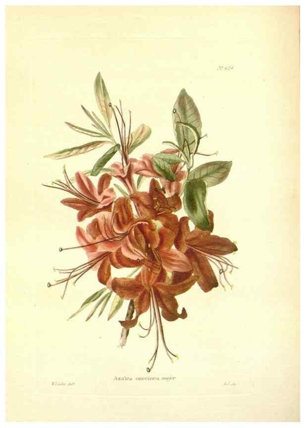 Reproducción/Reproduction 48754310372: The botanical cabinet. London :John & Arthur Arch ...,1817-1833.. 