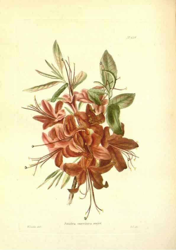Reproducción/Reproduction 48754310372: The botanical cabinet. London :John & Arthur Arch ...,1817-1833.. 