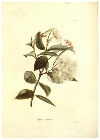 Reproducción/Reproduction 48754118901: The botanical cabinet. London :John & Arthur Arch ...,1817-1833.. 
