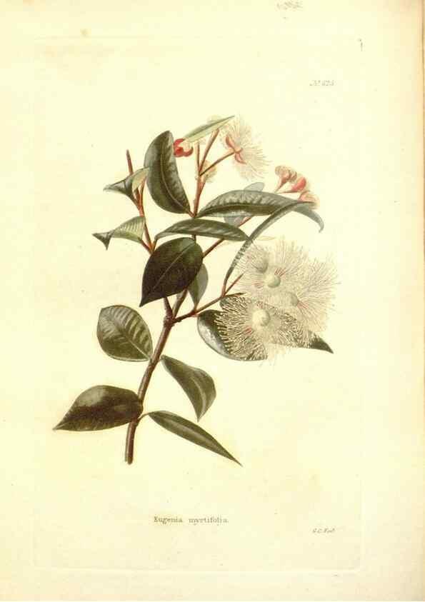 Reproducción/Reproduction 48754118901: The botanical cabinet. London :John & Arthur Arch ...,1817-1833.. 