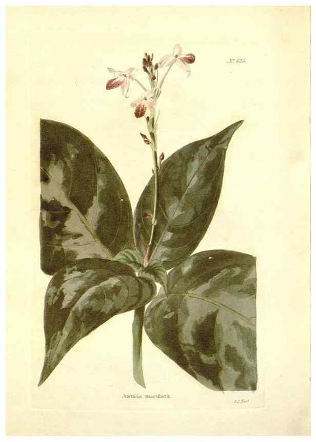 Reproducción/Reproduction 48754310897: The botanical cabinet. London :John & Arthur Arch ...,1817-1833.. 