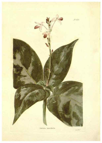 Reproducción/Reproduction 48754310897: The botanical cabinet. London :John & Arthur Arch ...,1817-1833.. 