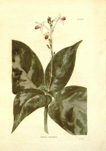 Reproducción/Reproduction 48754310897: The botanical cabinet. London :John & Arthur Arch ...,1817-1833.. 