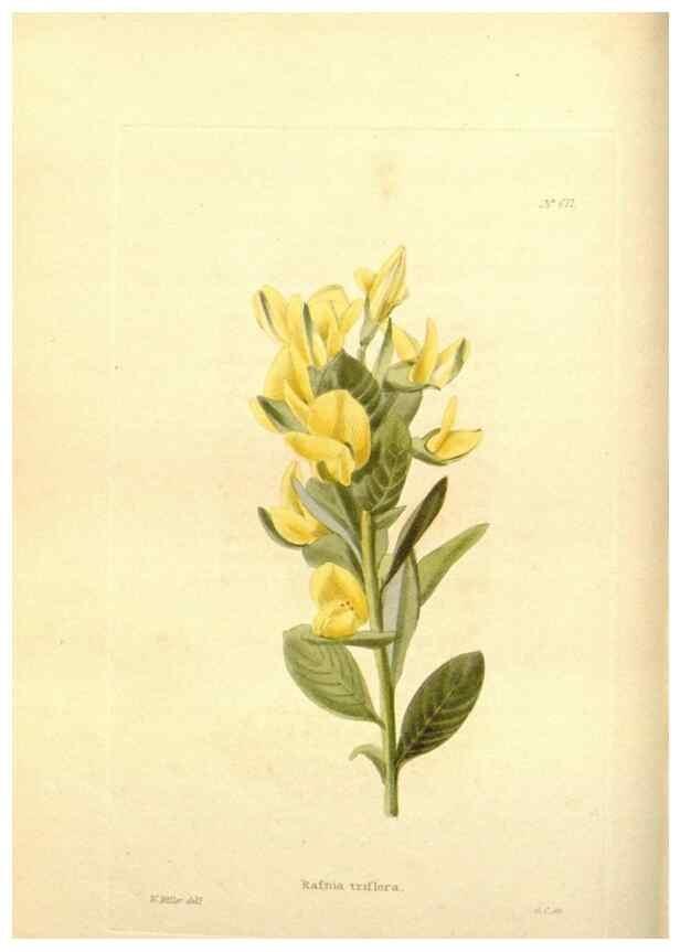 Reproducción/Reproduction 48754306577: The botanical cabinet. London :John & Arthur Arch ...,1817-1833.. 