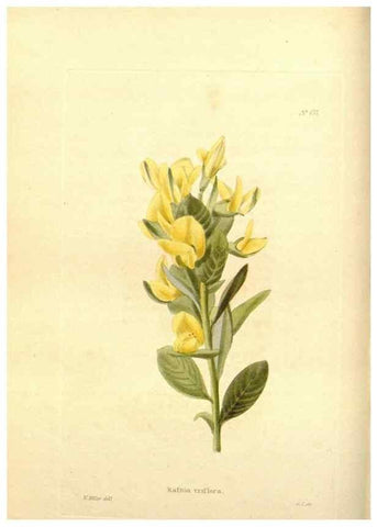 Reproducción/Reproduction 48754306577: The botanical cabinet. London :John & Arthur Arch ...,1817-1833.. 