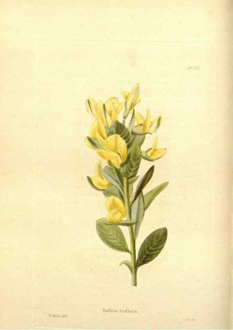 Reproducción/Reproduction 48754306577: The botanical cabinet. London :John & Arthur Arch ...,1817-1833.. 