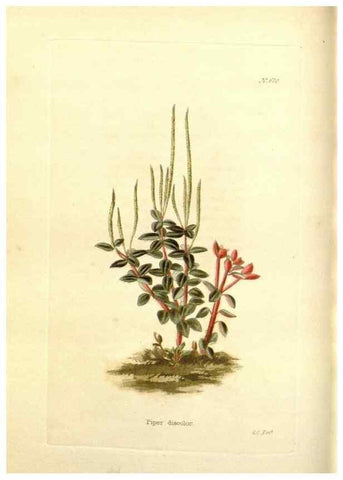 Reproducción/Reproduction 48753791278: The botanical cabinet. London :John & Arthur Arch ...,1817-1833.. 