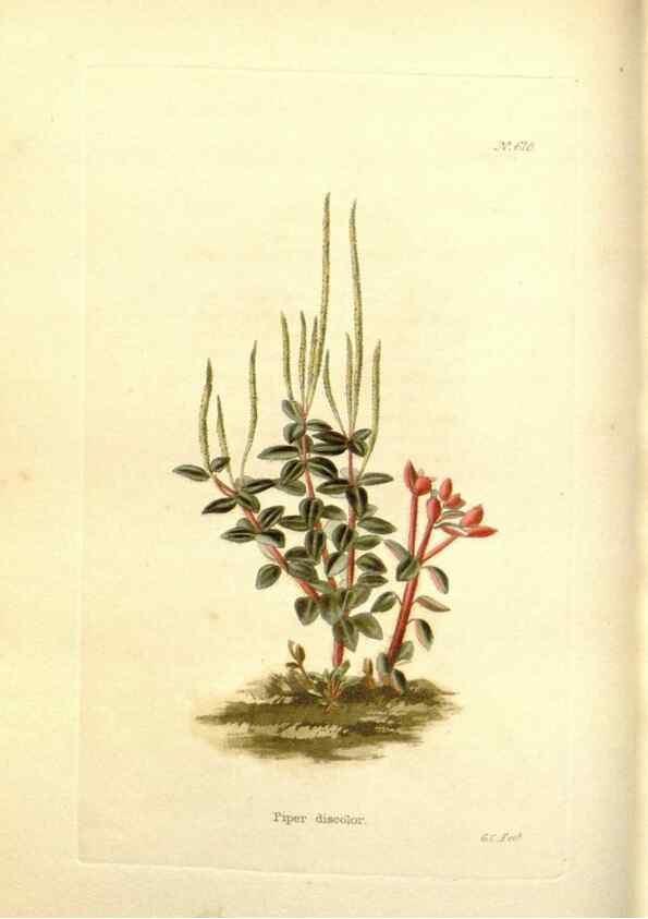 Reproducción/Reproduction 48753791278: The botanical cabinet. London :John & Arthur Arch ...,1817-1833.. 