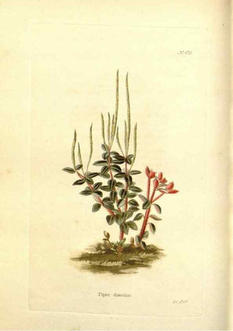 Reproducción/Reproduction 48753791278: The botanical cabinet. London :John & Arthur Arch ...,1817-1833.. 