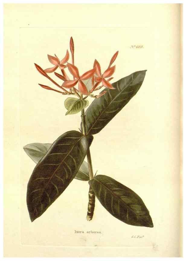 Reproducción/Reproduction 48754114186: The botanical cabinet. London :John & Arthur Arch ...,1817-1833.. 