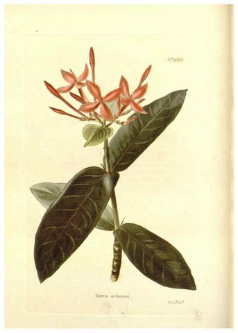 Reproducción/Reproduction 48754114186: The botanical cabinet. London :John & Arthur Arch ...,1817-1833.. 