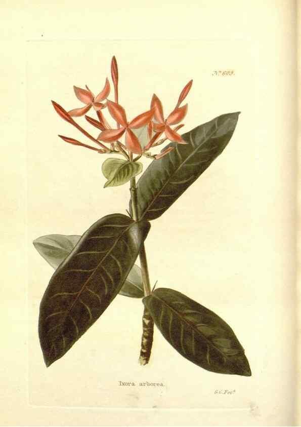 Reproducción/Reproduction 48754114186: The botanical cabinet. London :John & Arthur Arch ...,1817-1833.. 