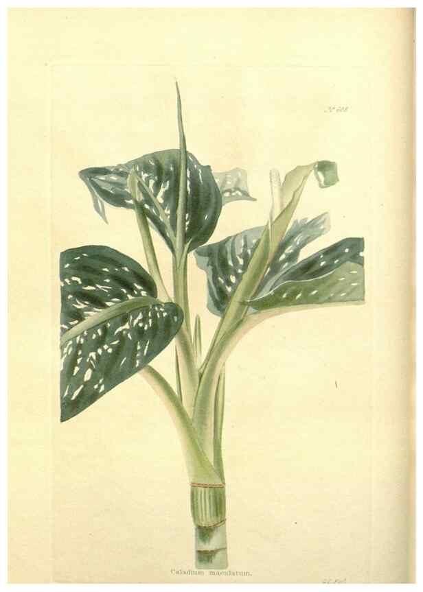 Reproducción/Reproduction 48754113836: The botanical cabinet. London :John & Arthur Arch ...,1817-1833.. 