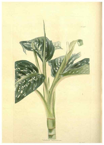 Reproducción/Reproduction 48754113836: The botanical cabinet. London :John & Arthur Arch ...,1817-1833.. 