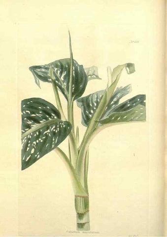 Reproducción/Reproduction 48754113836: The botanical cabinet. London :John & Arthur Arch ...,1817-1833.. 