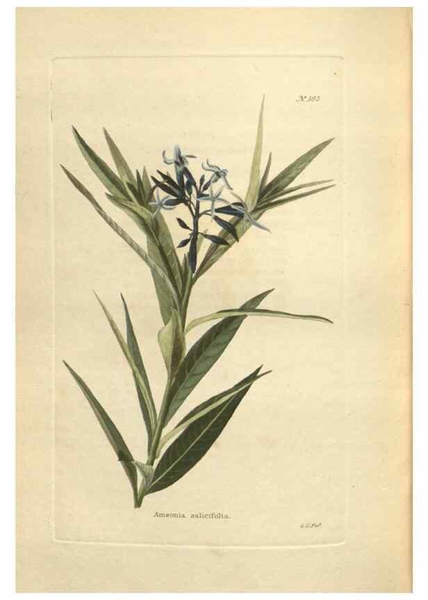 Reproducción/Reproduction 48754073646: The botanical cabinet. London :John & Arthur Arch ...,1817-1833.. 