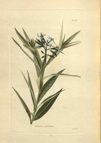 Reproducción/Reproduction 48754073646: The botanical cabinet. London :John & Arthur Arch ...,1817-1833.. 