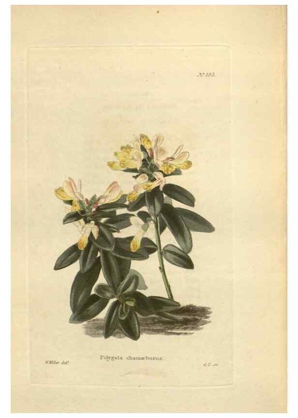 Reproducción/Reproduction 48754073946: The botanical cabinet. London :John & Arthur Arch ...,1817-1833.. 