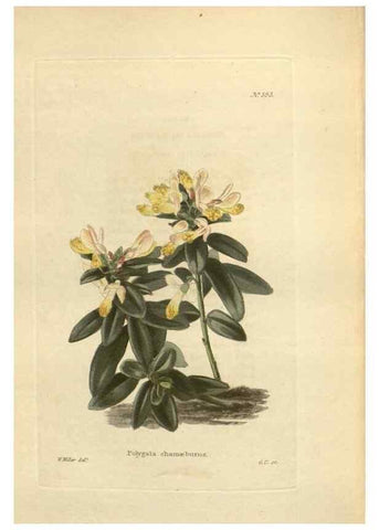 Reproducción/Reproduction 48754073946: The botanical cabinet. London :John & Arthur Arch ...,1817-1833.. 