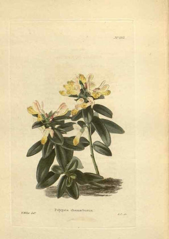 Reproducción/Reproduction 48754073946: The botanical cabinet. London :John & Arthur Arch ...,1817-1833.. 