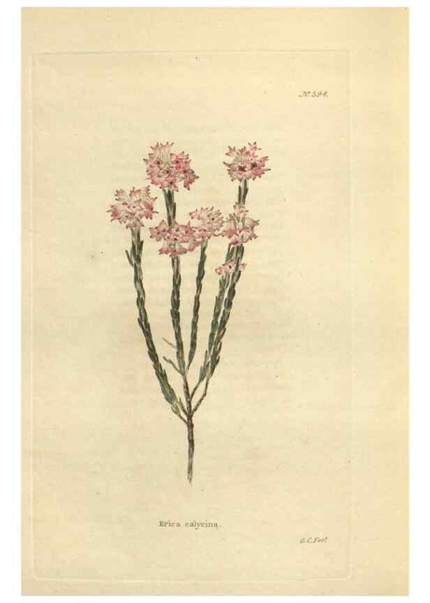 Reproducción/Reproduction 48753750618: The botanical cabinet. London :John & Arthur Arch ...,1817-1833.. 