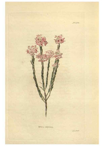 Reproducción/Reproduction 48753750618: The botanical cabinet. London :John & Arthur Arch ...,1817-1833.. 