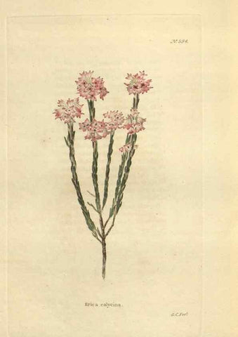 Reproducción/Reproduction 48753750618: The botanical cabinet. London :John & Arthur Arch ...,1817-1833.. 
