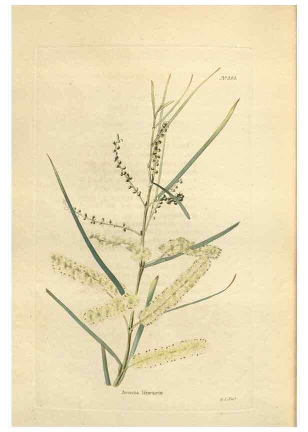 Reproducción/Reproduction 48753750888: The botanical cabinet. London :John & Arthur Arch ...,1817-1833.. 
