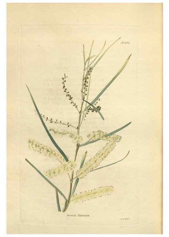 Reproducción/Reproduction 48753750888: The botanical cabinet. London :John & Arthur Arch ...,1817-1833.. 