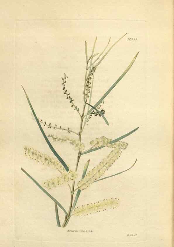 Reproducción/Reproduction 48753750888: The botanical cabinet. London :John & Arthur Arch ...,1817-1833.. 