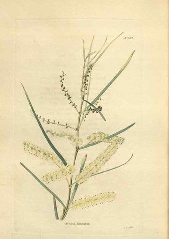 Reproducción/Reproduction 48753750888: The botanical cabinet. London :John & Arthur Arch ...,1817-1833.. 