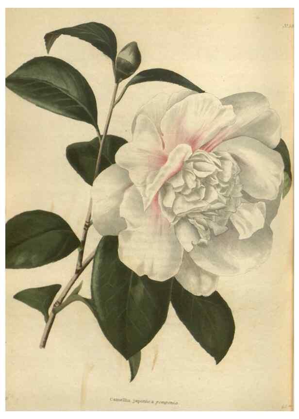 Reproducción/Reproduction 48754074721: The botanical cabinet. London :John & Arthur Arch ...,1817-1833.. 