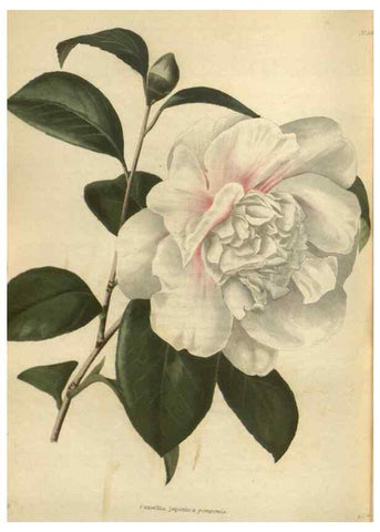 Reproducción/Reproduction 48754074721: The botanical cabinet. London :John & Arthur Arch ...,1817-1833.. 
