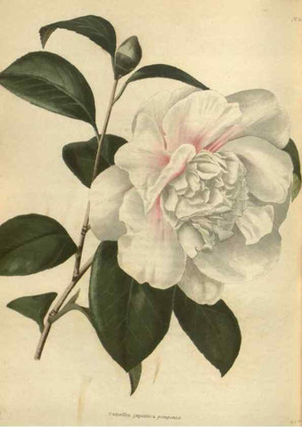 Reproducción/Reproduction 48754074721: The botanical cabinet. London :John & Arthur Arch ...,1817-1833.. 