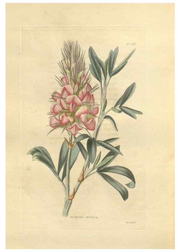 Reproducción/Reproduction 48754074911: The botanical cabinet. London :John & Arthur Arch ...,1817-1833.. 