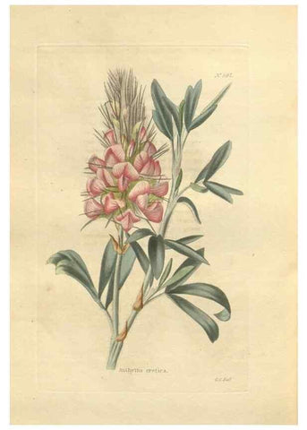 Reproducción/Reproduction 48754074911: The botanical cabinet. London :John & Arthur Arch ...,1817-1833.. 