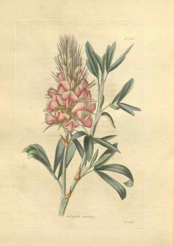 Reproducción/Reproduction 48754074911: The botanical cabinet. London :John & Arthur Arch ...,1817-1833.. 