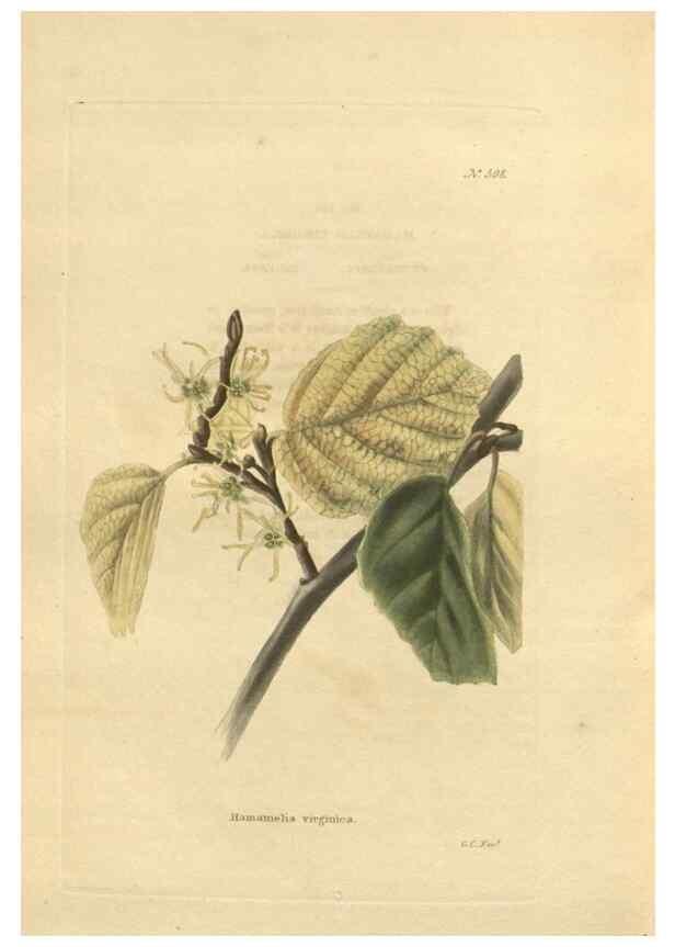 Reproducción/Reproduction 48753751683: The botanical cabinet. London :John & Arthur Arch ...,1817-1833.. 
