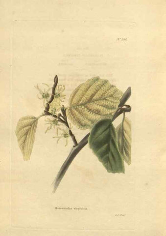 Reproducción/Reproduction 48753751683: The botanical cabinet. London :John & Arthur Arch ...,1817-1833.. 