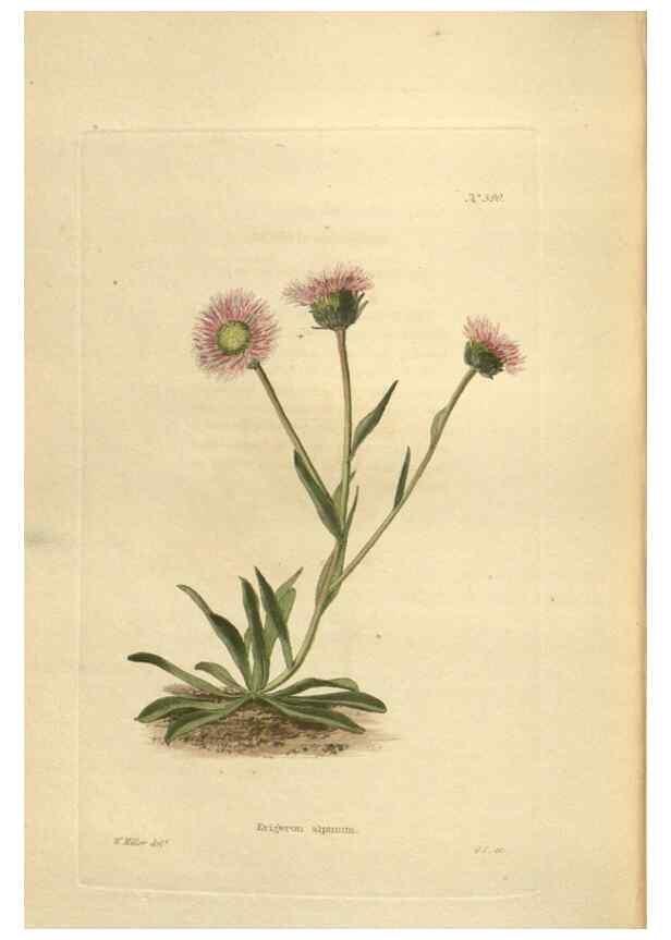 Reproducción/Reproduction 48753749548: The botanical cabinet. London :John & Arthur Arch ...,1817-1833.. 
